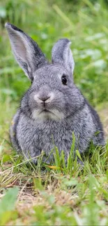 Gray bunny sitting in lush green grass, perfect for a natural phone wallpaper.