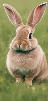 A cute bunny sits in a lush green field, perfect nature wallpaper.