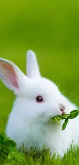 White bunny eating in lush green grass field.