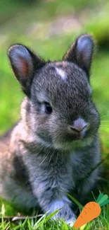 Adorable bunny sitting in green grass