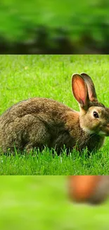 Adorable bunny sitting on lush green grass, perfect mobile wallpaper.