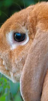 Adorable orange-brown bunny in lush green setting.