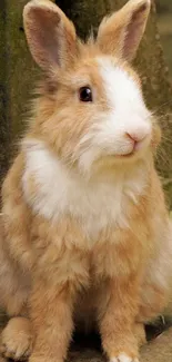 Cute brown and white bunny sitting on forest floor.