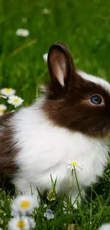 Cute bunny in green meadow with daisies.