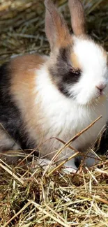 Adorable fluffy bunny sitting in hay with sunlight.