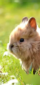 Adorable bunny basking in a sunlit meadow, perfect for phone wallpaper.