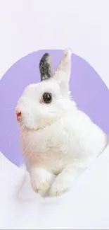 White bunny with purple circle background.