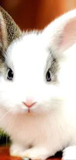 An adorable fluffy bunny sitting on wooden floor.