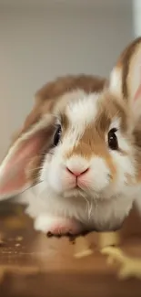 Cute fluffy bunny on wooden surface.