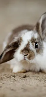 Cute brown and white bunny on ground.