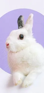 Charming white bunny on a lavender backdrop mobile wallpaper.