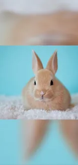 Adorable fluffy bunny on a light blue background.