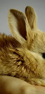 Cute fluffy bunny held in hand against a soft background.