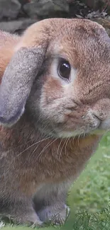 Fluffy brown bunny on grass mobile wallpaper.