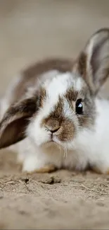 Adorable fluffy bunny on an earthy background.