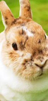 Adorable brown and white bunny on a green background.