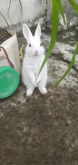 Fluffy white bunny with pink eyes outdoors.