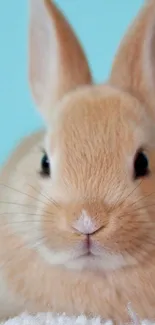 Cute fluffy bunny against a light blue background for mobile wallpaper.