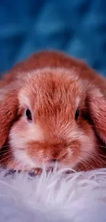 Adorable brown bunny on a soft blue background.