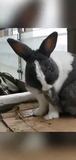 Black and white bunny sitting on cardboard.