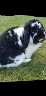 Black and white bunny sitting on grass, perfect for a mobile wallpaper.