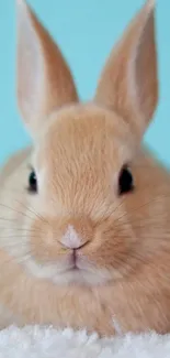 Cute bunny sitting on a white fluffy blanket, with a sky blue background.