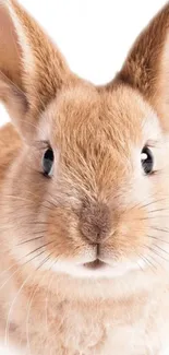 Cute fluffy bunny with light brown fur staring adorably