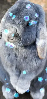 Grey bunny surrounded by blue crystals on a mobile wallpaper.