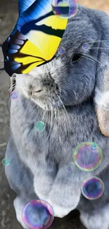 Gray bunny with butterfly and bubbles wallpaper.