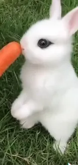 Cute white bunny nibbling a carrot in grass.