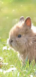 Fluffy bunny sitting beside pastel Easter eggs on grass.