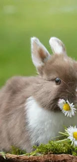 Fluffy brown bunny nibbling daisies on green background.