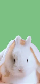 Cute white bunny under a towel on a green background.