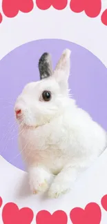 Cute white bunny with heart frame on lavender background.