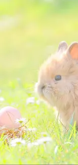 Adorable fluffy bunny with pastel eggs in grass.