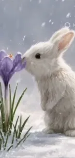 Cute white bunny sniffing a purple flower in snow.