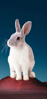 Cute rabbit on a hill with a starry night sky background.