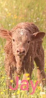 Adorable calf in sunny wildflower field wallpaper.