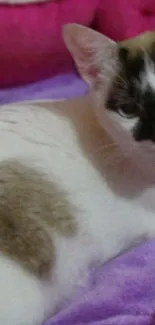 Cute calico cat resting on a soft purple blanket.