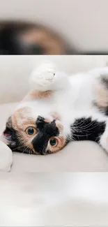 Cute calico kitten lying playfully on a couch.