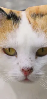 Close-up of a calico cat with striking yellow eyes.