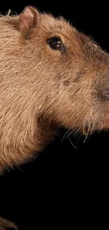 Adorable capybara on a black background mobile wallpaper.