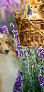 Cute cat in basket with dog in lavender field.