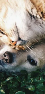 Adorable cat and dog lying together on green grass.