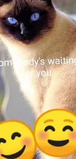 Siamese cat with emojis and text 'somebody's waiting for you'.