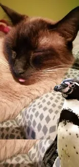 Siamese cat sleeping peacefully next to a penguin.