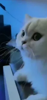 Fluffy white cat sitting at a glowing blue computer desk.