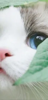 Cute white cat with blue eyes behind leaves.