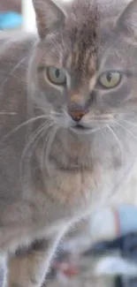 Adorable grey cat gazing through window on a calm day.