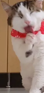 Adorable cat in a red scarf licking its paw.